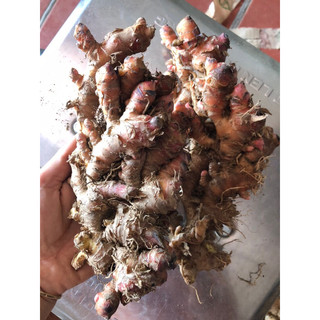 1kg gừng gió vỏ đỏ