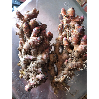 1kg gừng gió vỏ đỏ