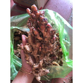 1kg gừng gió vỏ đỏ