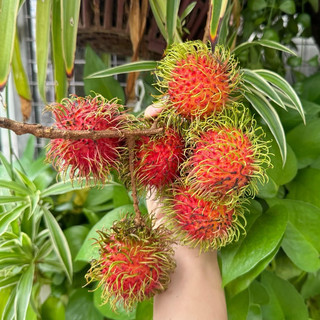 Chôm chôm Thái giòn ngọt 1kg [HCM]