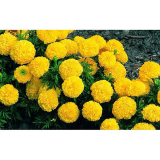 hạt giống hoa cúc vạn thọ lùn 20hạt