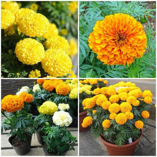 hạt giống hoa cúc vạn thọ lùn 20hạt
