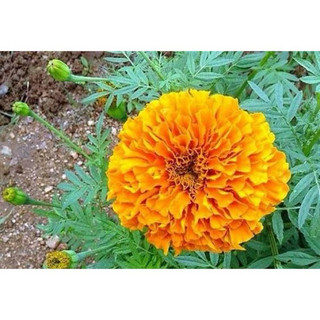 Hạt giống cúc vạn thọ cao