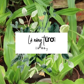 Túi lá náng tươi trị bong gân cho 1 đợt điều trị