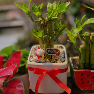 Trúc phát tài mix chậu để bàn