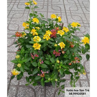 Cây hoa trâm ổi mix, đang hoa.