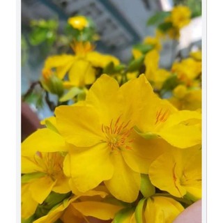 Chậu mai giống tự quắn ( mai xoắn)