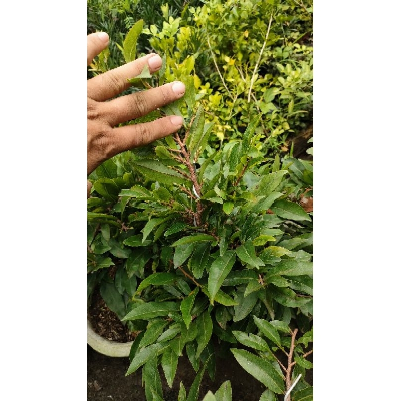 Mai giảo nụ chơi tết 2024 ( cao 40-50cm )