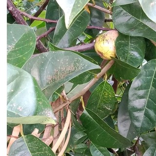1kg lá bình bát khô cá tăng cường chức năng phổi