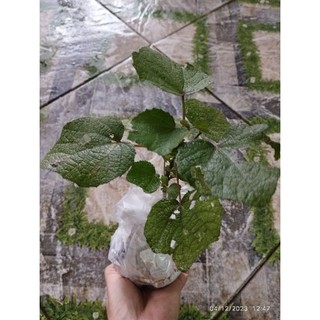Cây giống ké hoa đào