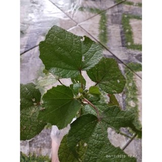 10 Cây giống ké hoa đào