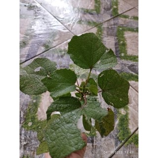 10 Cây giống ké hoa đào