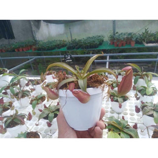 Nắp ấm gieo hạt, (Amp x Viking) x (Amp x Viking), Trang trí vườn.