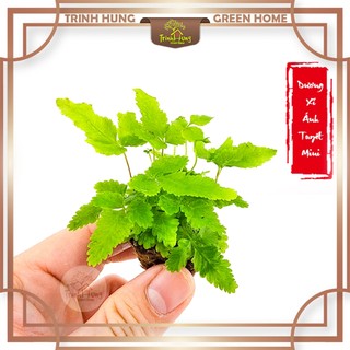 Cây dương xỉ ánh tuyết mini - trang trí tiểu cảnh, bán cạn, terrarium