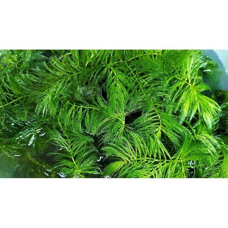 rong đuôi chồn thủy sinh
