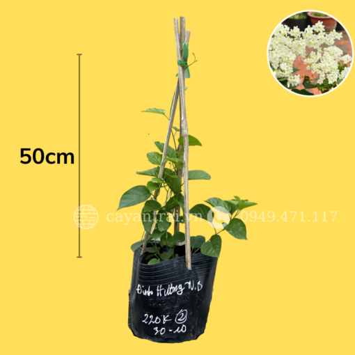 Cây Đinh Hương Nhật Bản (Ngọc Châu, Tuyết Trắng)
