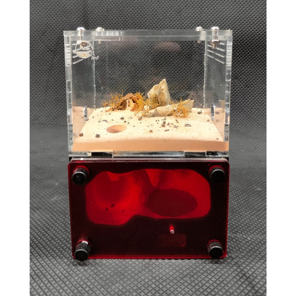 Hộp nuôi kiến H01/ Tank kiến H01