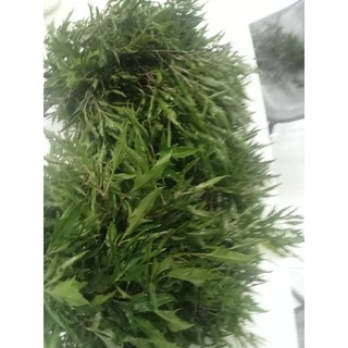 Lá Đinh Lăng Nếp tươi 500gr [Thảo Dược Ngọc Ánh]