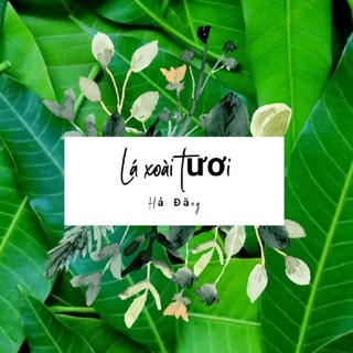 35 lá xoài tươi sạch được trồng tại vườn - Giao siêu tốc