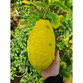 Chanh Mỹ vàng trái to đang trái