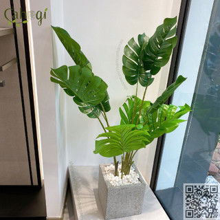 Cây Chuối Giả -Bụi Cây Chuối Cảnh