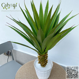 Cây Chuối Giả -Bụi Cây Chuối Cảnh