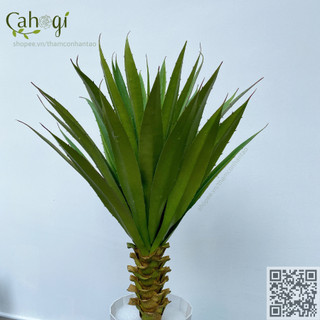 Cây Chuối Giả -Bụi Cây Chuối Cảnh