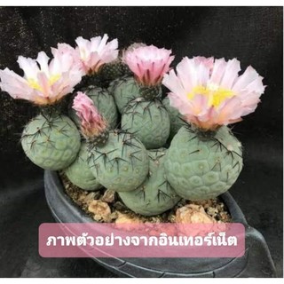 Xương rồng trứng rồng Tepho