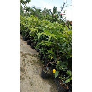 Lô 10 cây mai cúc thọ hương