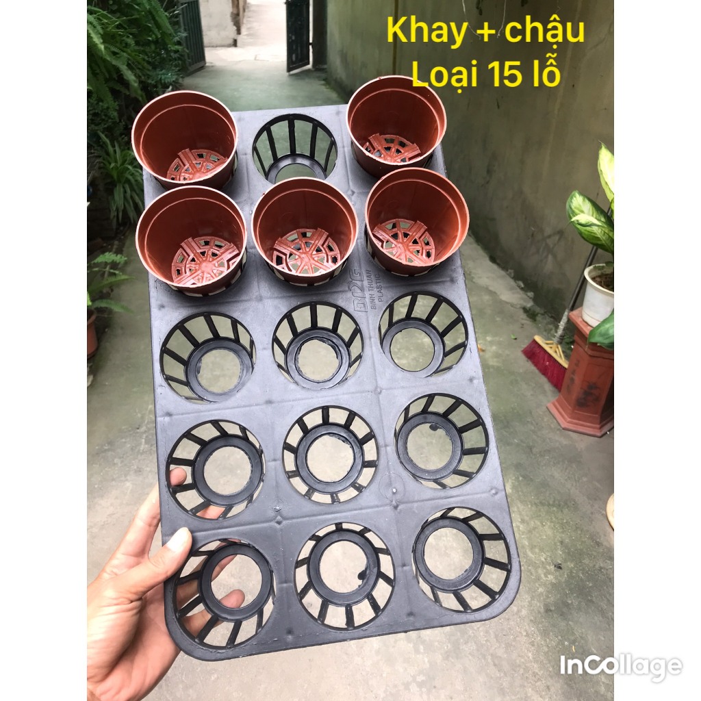 Khay nhựa 12, 15 lỗ kèm chậu ươm hạt, cây giống