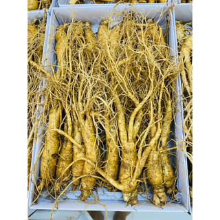  Sâm Hầm Gà Tươi Size 18 đến 25 Củ 1kg - Nhân Sâm Tươi Chuẩn Hàn Quốc 