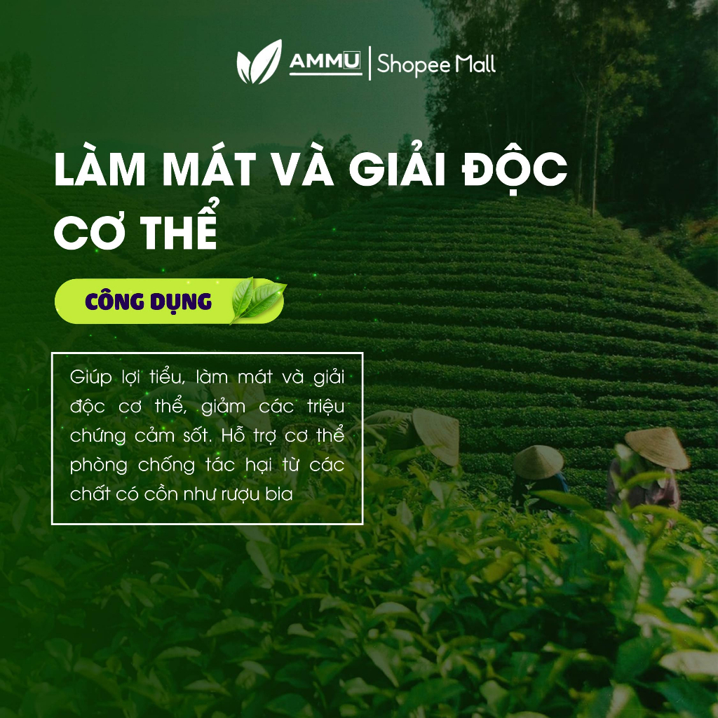 Trà cà gai leo Đinh Lăng túi lọc sadu thảo mộc giúp mát gan 250g