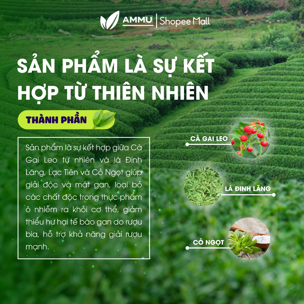 Trà cà gai leo Đinh Lăng túi lọc sadu thảo mộc giúp mát gan 250g