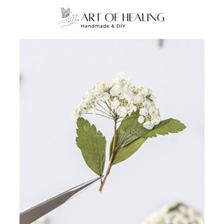 [AOH - Art of Healing] Hoa thủy tiên ép 3-5cm trang trí resin, sổ tay, thiệp hoa khô - Handmade & DIY