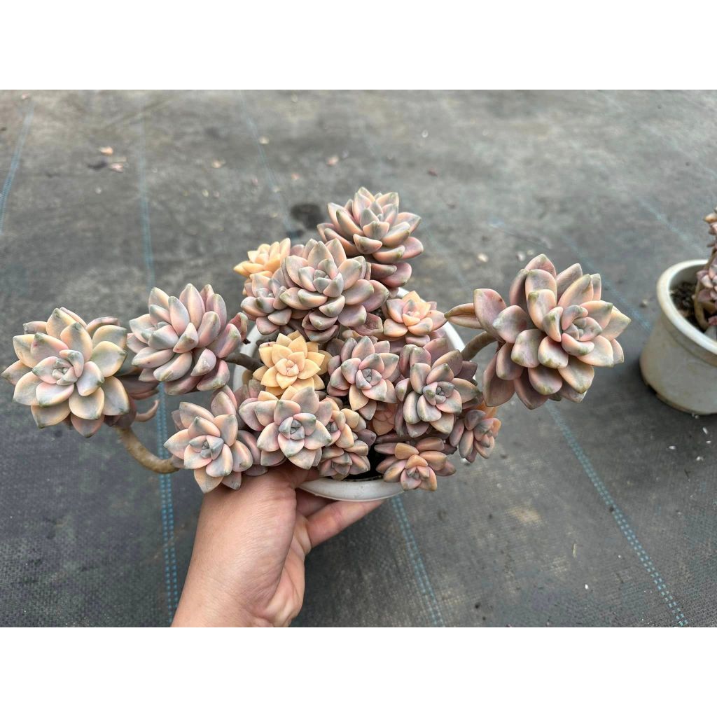 Sen đá var bụi to