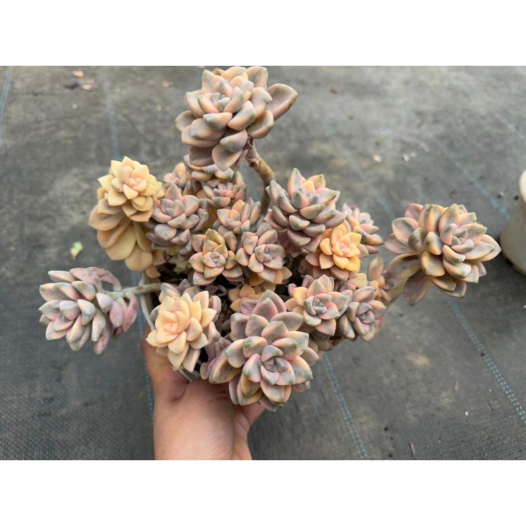 Sen đá var bụi to