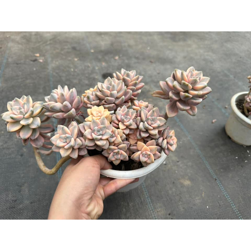 Sen đá var bụi to