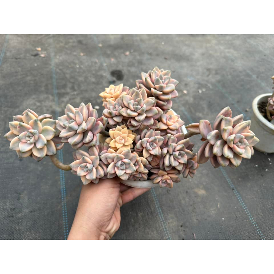 Sen đá var bụi to