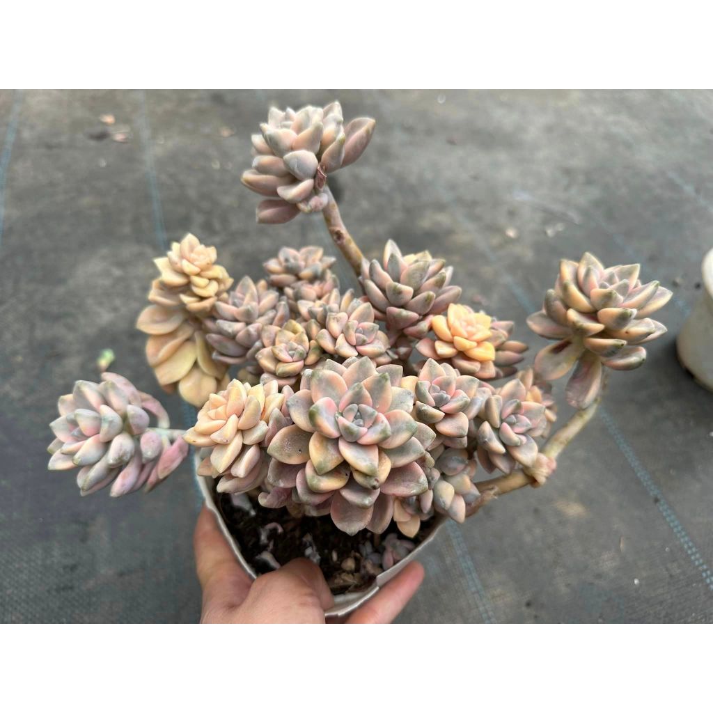 Sen đá var bụi to