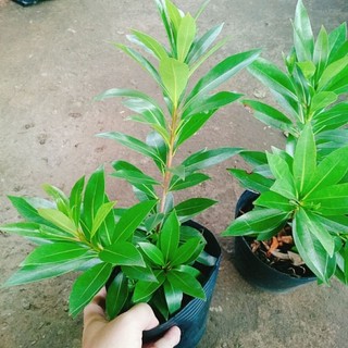 Cây Mai Thái Vàng
