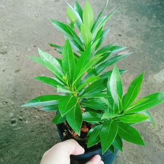 Cây Mai Thái Vàng