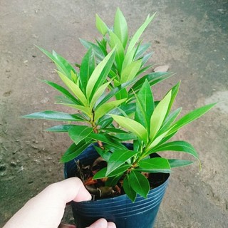 Cây Mai Thái Vàng