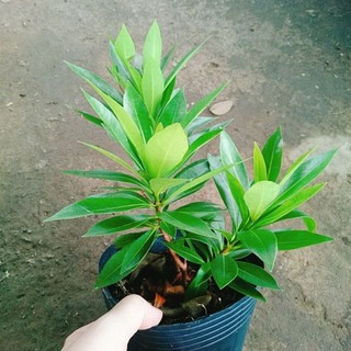 Cây Mai Thái Vàng
