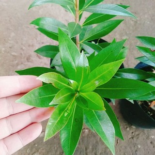 Cây Mai Thái Vàng