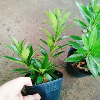 Cây Mai Thái Vàng