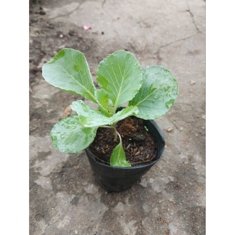 10 cây bắp cải 50k