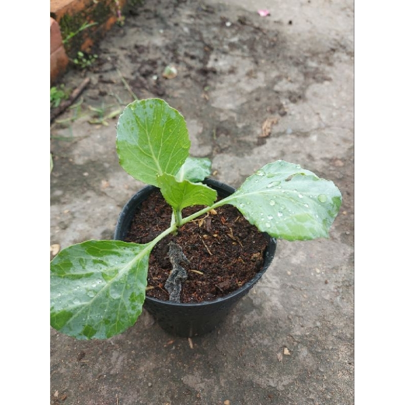 10 cây bắp cải 50k