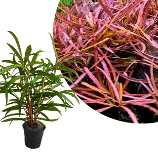 Cây thuỷ sinh Hồ liễu, Hygrophila sp Araguaia