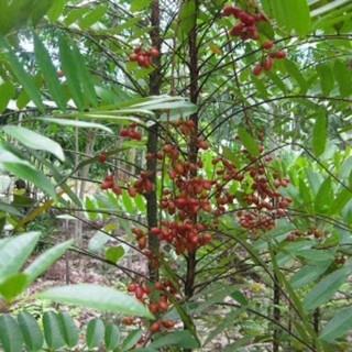 Lá cây mật nhân 1kg