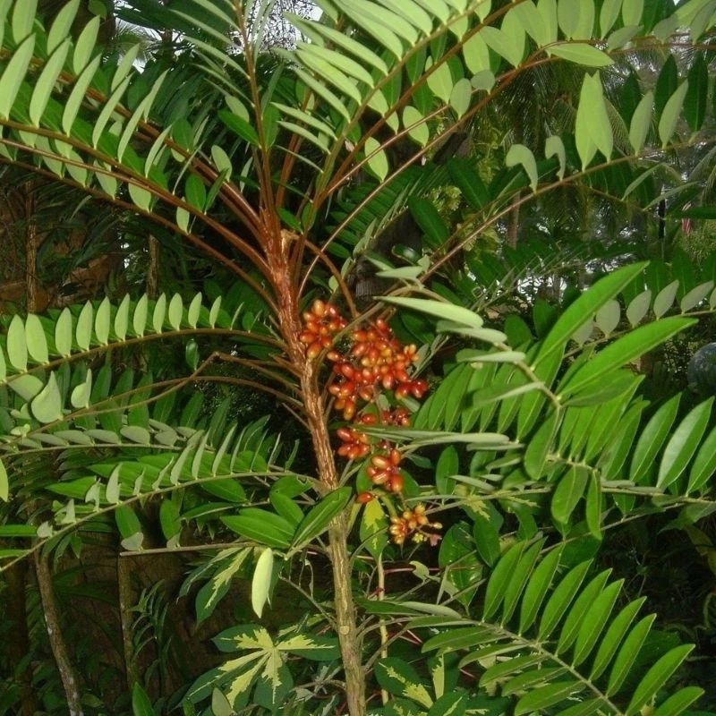 Lá cây mật nhân 1kg